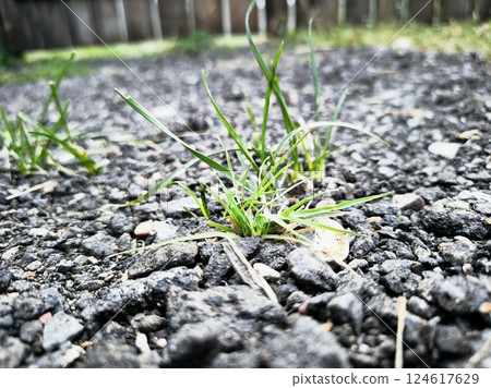 A green clump of grass makes its way through the paved path. The concept of save the nature. young grass makes its way through the asphalt 124617629