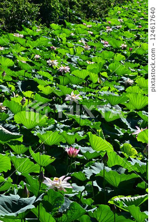 Landscape with lotus flowers 124617640