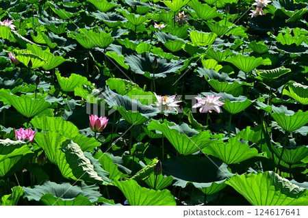 Landscape with lotus flowers 124617641
