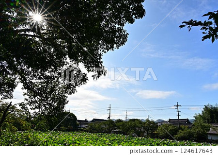 蓮花生長 蓮花生長 124617643