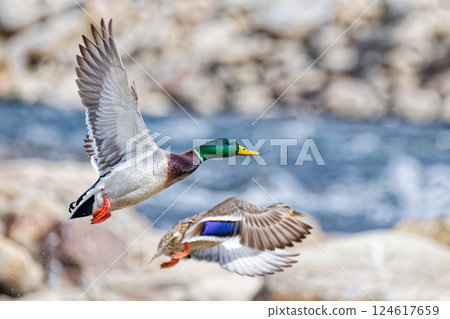 A pair of mallards taking off 124617659
