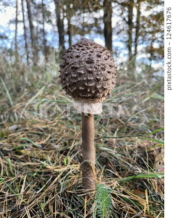 The mushroom is an umbrella growing in autumn in the forest. A young mushroom umbrella. Macrolepiota procera mushrooms The mushroom is an umbrella growing in autumn in the forest. A young mushroom umbrella. Macrolepiota procera mushrooms 124617676