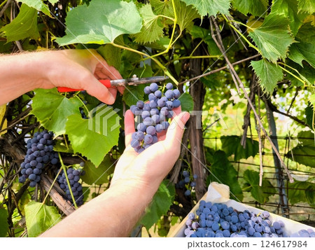 Close-up of men's hands cutting ripe bunches of grapes. A farmer harvests grapes Close-up of men's hands cutting ripe bunches of grapes. A farmer harvests grapes 124617984