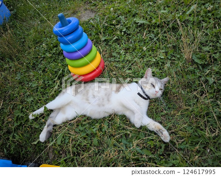 A charming grey tabby kitty is lying on a bright green lawn next to a children's colorful pyramid toy. A domestic cat on a green lawn A charming grey tabby kitty is lying on a bright green lawn next to a children's colorful pyramid toy. A domestic cat on a green lawn 124617995