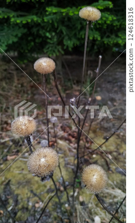 Fluffy seed heads growing in pruhonice park, czechia, Floral Background with Copy Space Fluffy seed heads growing in pruhonice park, czechia, Floral Background with Copy Space 124618316