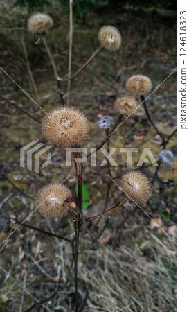 Dry flowers growing in pruhonice, czechia, during spring season, Floral Background with Copy Space 124618323