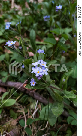 Delicate forget me nots blooming in pruhonice park, czechia, Floral Background with Copy Space 124618324