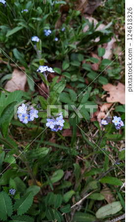 Forget me nots blooming in pruhonice park, czechia, spring 2020, Floral Background with Copy Space Forget me nots blooming in pruhonice park, czechia, spring 2020, Floral Background with Copy Space 124618326