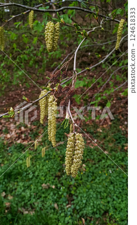 Hazelnut tree blossoming in spring, catkins hanging from branch pruhonice Hazelnut tree blossoming in spring, catkins hanging from branch pruhonice 124618333