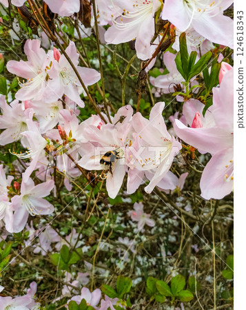 Bumblebee pollinating pink rhododendron Azalea flowers in spring pruhonice, Floral Background with Copy Space Bumblebee pollinating pink rhododendron Azalea flowers in spring pruhonice, Floral Background with Copy Space 124618343
