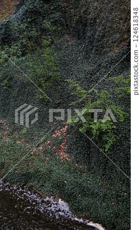 Lush green ivy covering rock face beside flowing river in pruhonice Lush green ivy covering rock face beside flowing river in pruhonice 124618348