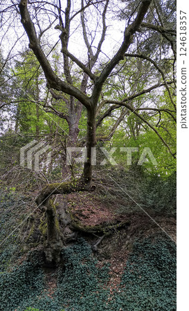 Gnarled tree growing on a steep slope in pruhonice park Gnarled tree growing on a steep slope in pruhonice park 124618357