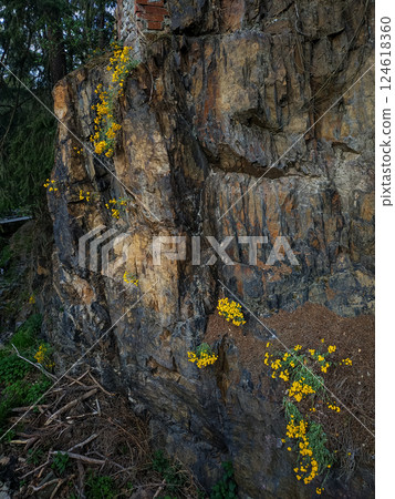 Yellow flowers growing on a rock face in spring pruhonice 124618360