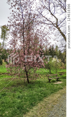 Blooming pink tree and empty bench in pruhonice park, czechia 124618366