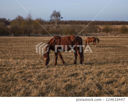 Horses grazing in a field in cestlice, czechia copy space Horses grazing in a field in cestlice, czechia copy space 124618447