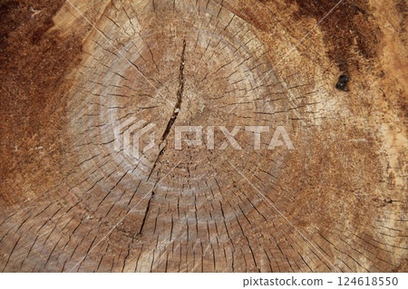 Tree rings that tell the long history of trees Tree rings that tell the long history of trees 124618550
