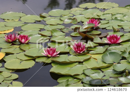 睡蓮如浮花般綻放於水面 - 第三部分 睡蓮如浮花般綻放於水面 - 第三部分 124618670