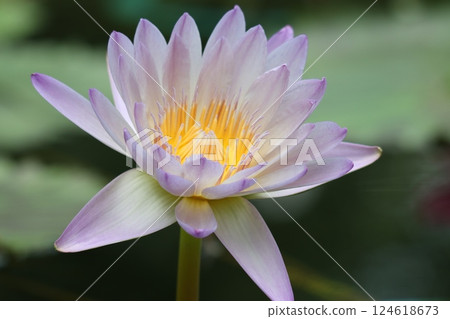 睡蓮花，又稱水仙 - 4 124618673
