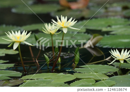 A lotus flower that blooms as if floating on the water surface 124618674