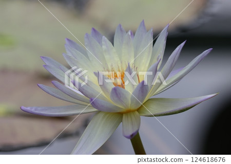 Water lilies, also known as water fairies - Part 2 Water lilies, also known as water fairies - Part 2 124618676