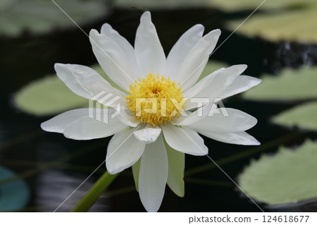 Water lily flowers, also known as water fairies - 1 Water lily flowers, also known as water fairies - 1 124618677