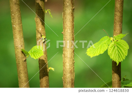 Vertical branches and leaves of hazel tree Vertical branches and leaves of hazel tree 124618830
