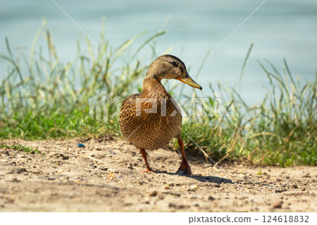 A wet female mallard duck poses on the shore of a lake A wet female mallard duck poses on the shore of a lake 124618832