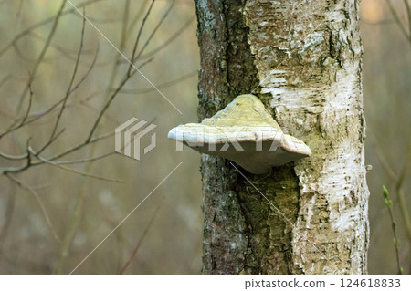 Polypore growing on a tree trunk Polypore growing on a tree trunk 124618833