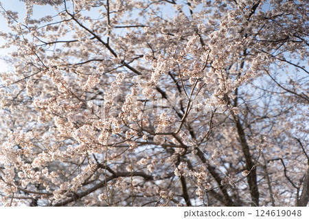 Spring blue sky colored by cherry blossoms in full bloom③ 124619048