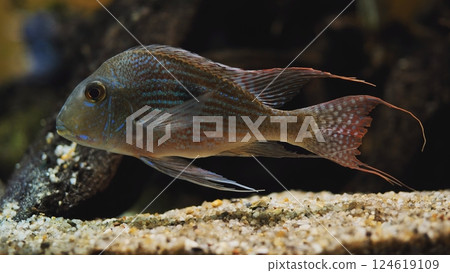Green terror cichlid swimming over sand in dark aquarium 124619109