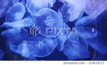 Moon jellyfish swimming in dark blue water creating a beautiful underwater scene Moon jellyfish swimming in dark blue water creating a beautiful underwater scene 124619111