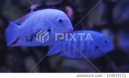 Two blue fish swimming underwater in dark aquarium Two blue fish swimming underwater in dark aquarium 124619112
