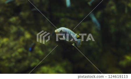 Electric blue hap swimming in freshwater aquarium 124619113