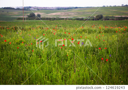 Red poppies bloom vibrantly in a lush green field under a cloudy sky 124619243
