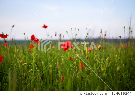 Red poppies blossom vibrantly in a sunlit field, showcasing summer's beauty and natural abundance 124619244