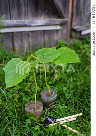 Two young paulownia saplings, potted and ready for planting, sit nestled in lush green grass 124619288