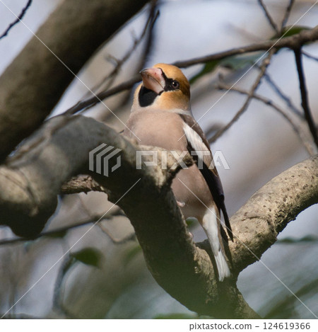 A shime perched on a tree branch 124619366