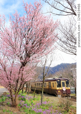 Watarase Keikoku Railway "Kamikamibai Station with cherry blossoms in bloom and the train" 124619466