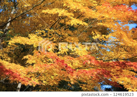 Vibrant yellow and red autumn leaves Vibrant yellow and red autumn leaves 124619523