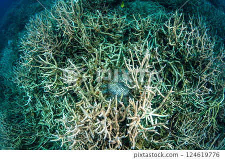 Crown-of-thorns starfish eating coral, Ogasawara, Tokyo Crown-of-thorns starfish eating coral, Ogasawara, Tokyo 124619776