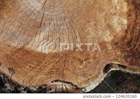 Tree rings that tell the long history of trees 124620160