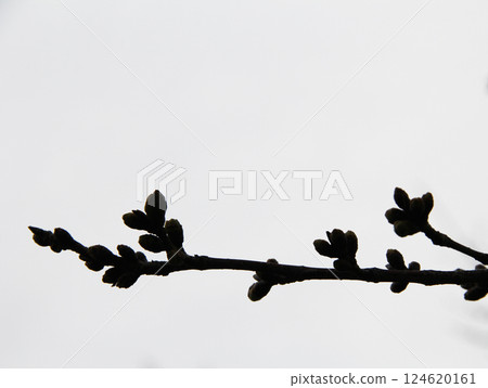 Under the cloudy sky, a tree branch with buds beginning to form 124620161