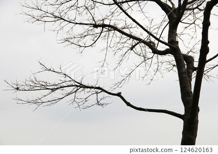 多雲的天空下，樹木開始發芽 124620163