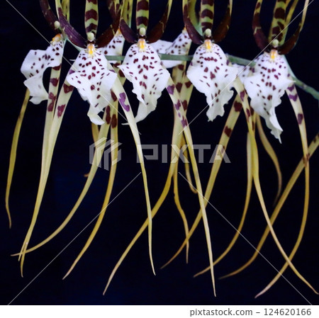 排列整齊的 Western Lambraccia 排列整齊的 Western Lambraccia 124620166
