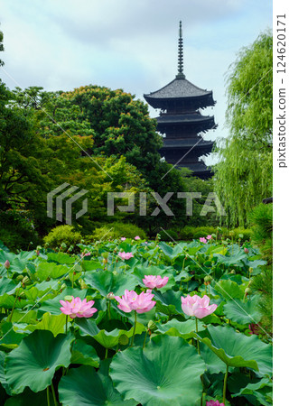 東寺五層塔映襯下盛開的粉紅蓮花 124620171