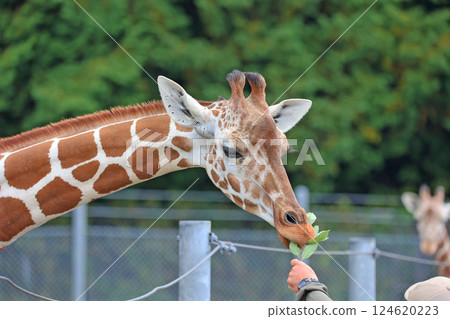 網紋長頸鹿 網紋長頸鹿 124620223