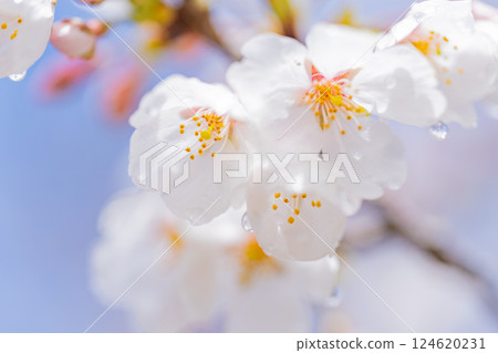 Cherry blossom macro photography 124620231