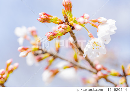 櫻花微距攝影 124620244