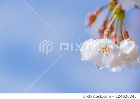 櫻花微距攝影 櫻花微距攝影 124620245