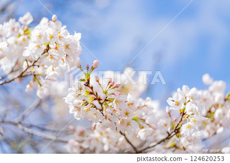 Cherry blossom macro photography 124620253